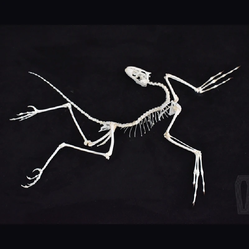 Fossil Replica Display - 2120 Archaeopteryx Fossil Kunst Wanddekoration Knochenreplik