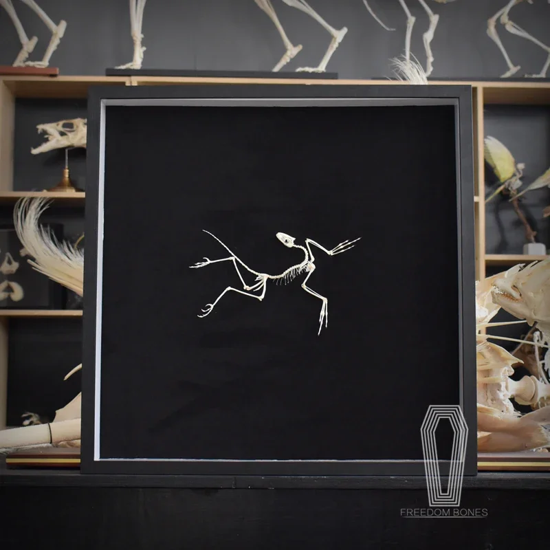 2120 Archaeopteryx Fossil Kuns – Fossil Replica Display Bewertung und Preis