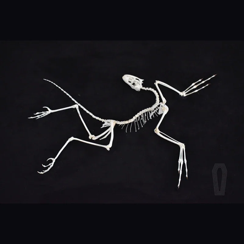 2120 Archaeopteryx Fossil Kuns – Fossil Replica Display Bewertung und Preis