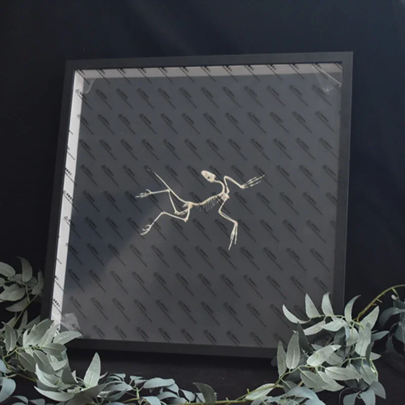 2120 Archaeopteryx Fossil Kuns – Fossil Replica Display Bewertung und Preis